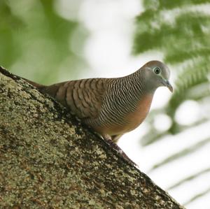 Zebra Dove