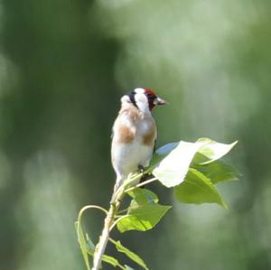 European Goldfinch