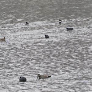 Gadwall