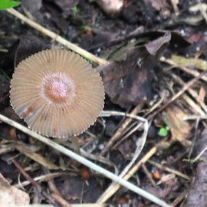 Coprinus auricomus