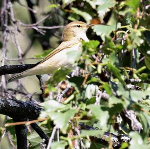 Bonelli's Warbler