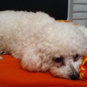 Bichon Frise