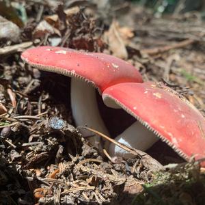 Tall Russula