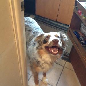 Australian Shepherd