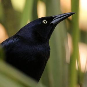 Greater Antillean Grackle