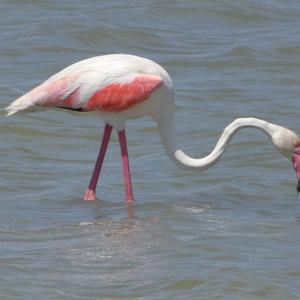 Greater Flamingo