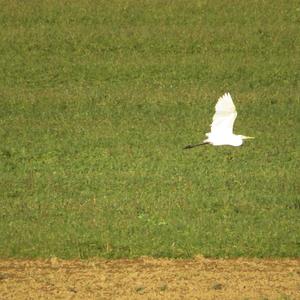 Great Egret