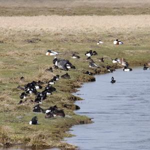 Tufted Duck