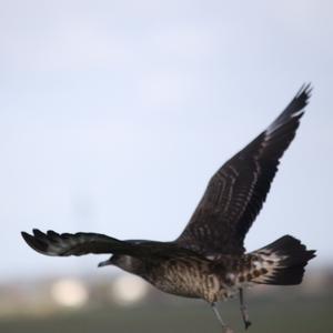 Parasitic Jaeger