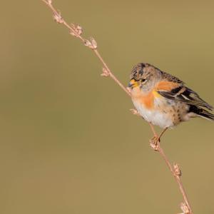 Brambling