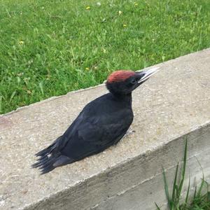 Black woodpecker