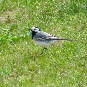 White Wagtail