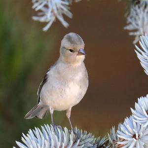 Eurasian Chaffinch