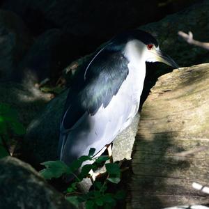 Black-crowned Night-heron