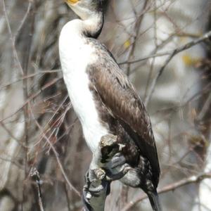 Great Cormorant