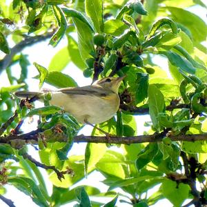 Common Chiffchaff