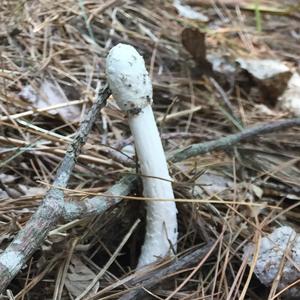 Destroying Angel