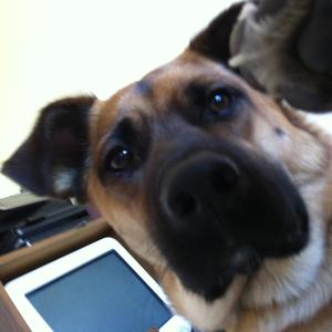 Unknown Breed