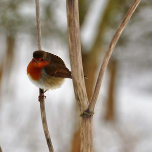 European Robin