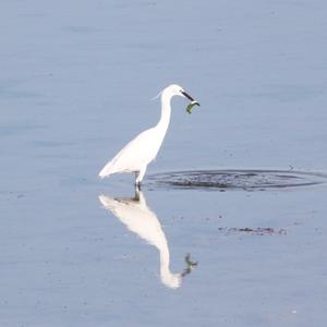 Little Egret