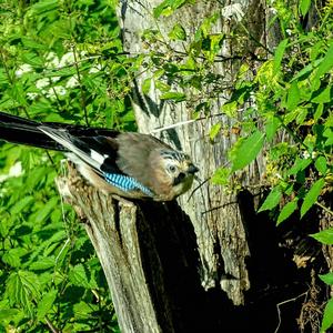 Eurasian Jay