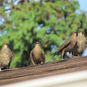 Common Grackle