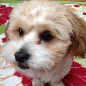 Unknown Breed