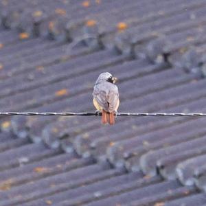 Common Redstart