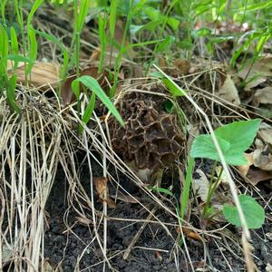 Yellow Morel