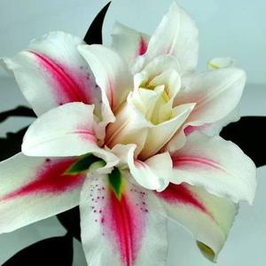 Unknown Species