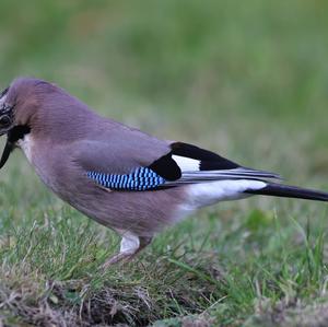 Eurasian Jay