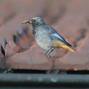 Black Redstart