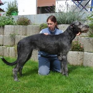 Irish Wolfhound