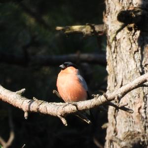 Eurasian Bullfinch