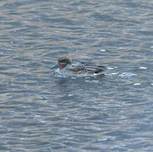 Common Teal