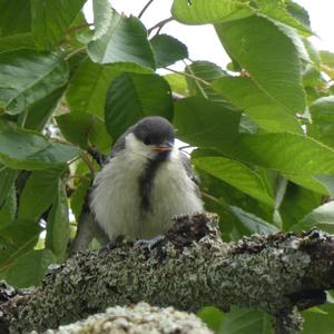 Great Tit