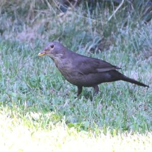 Eurasian Blackbird