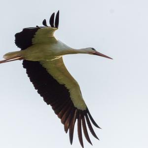 White Stork