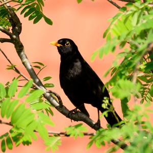 Eurasian Blackbird