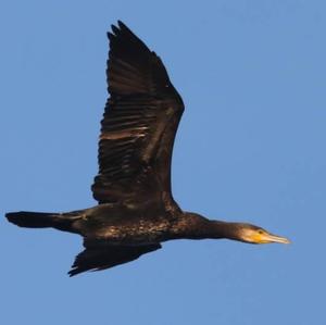 Great Cormorant