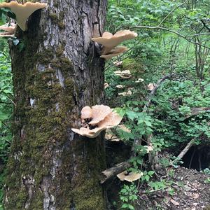 Dryad`s Saddle