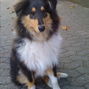 Collie (Langhaar)