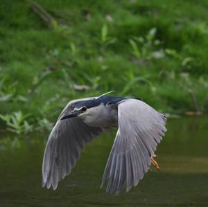 Black-crowned Night-heron