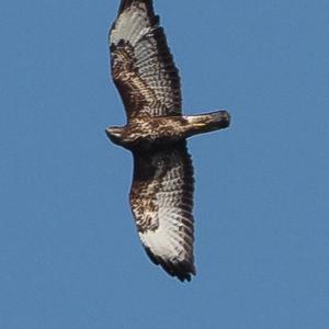 Common Buzzard