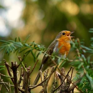 European Robin