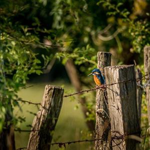 Common Kingfisher