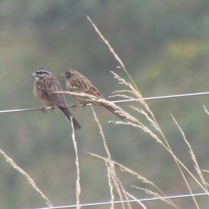 Rock Bunting