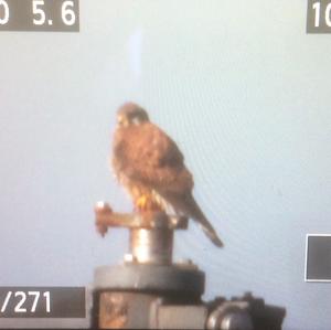 Common Kestrel