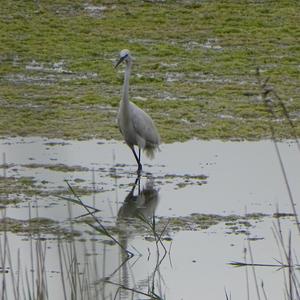 Great Egret