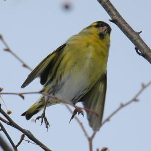 Eurasian Siskin